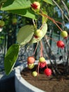 Garden Shadbush (Ãâ Ãâ¬ÃÂ³ÃÂ°) Amelanchier - a bush with ripening red berries